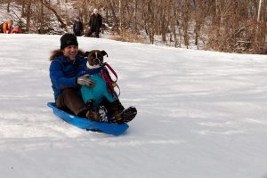 sledding with dog