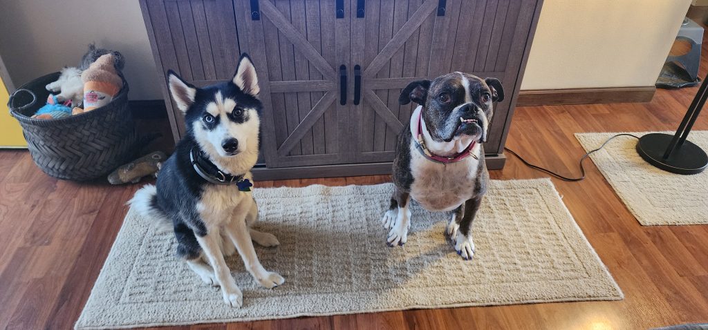 Mini Husky and Boxer